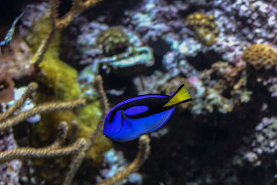 Pez cirujano en acuario 
