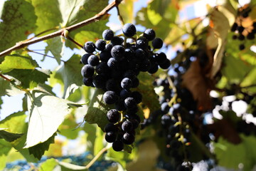 Weinlese von kleinen blauen Weintrauben nach dem Regen in der Sonne im Herbst.