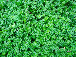 The young leavs of a grass green color.Spring background of leavs.