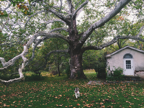 Dog Running, Large Sycamore Tree