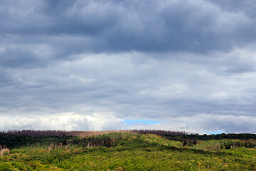 Une for&ecirc;t dans la Eifel en Allemagne