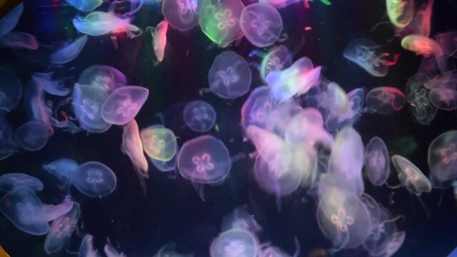 TIME LAPSE: Jellyfish Glowing Colorful looping around in aquarium close up lights