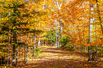 Fototapeta na wymiar A Road at Autumn in Door County of Wisconsin