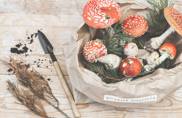 Witchcraft background. Mystic and vintage background. Amanita muscaria on wooden table. Magic potion