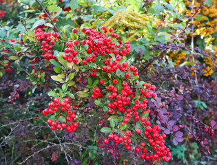 Intensely red berries fruits of the ornamental shrub Pyracantha coccinea, against the background of autumn colors, green and purple leaves