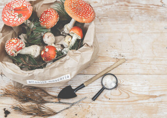 Witchcraft background. Mystic and vintage background. Amanita muscaria on wooden table. Magic potion