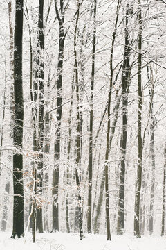 Trees in winter on a foggy day