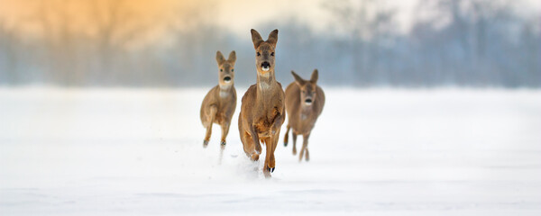 Group of roe deer, capreolus capreolus, running forward through deep snow in winter. Wide panoramic composition of wild mammals sprinting in nature with copy space.