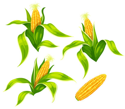 Set of maize corncobs with yellow corns ears and green leaves set, isolated on white transparent background. Ripe corn vegetables. Illustration.
