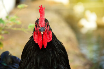 Portrait straight face of Chicken have red comb. Black australorp rooster with copy space...