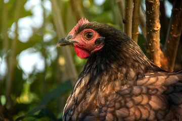 Portrait Chicken have red comb. Blue australorp hen.Portrait Chicken have red comb. Blue australorp hen.