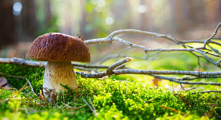 Art cep Porcini mushroom on the moss in sunny autumn forest. Autumn Nature background.