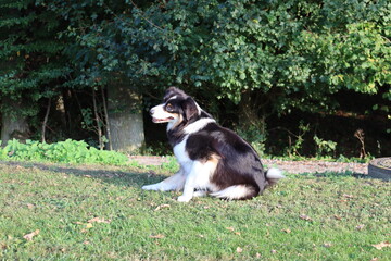 Obraz premium Hund in Natur kratzt sich mit Hinterläufen