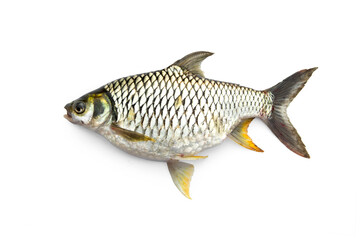 Right side of fish Be named Java Barb or Silver Barb (Barbonymus gonionotus) with full of eggs belly isolated on white background.