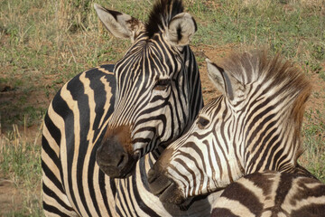 Fototapeta na wymiar Amor entre cebras en el Serengueti, Tanzania.