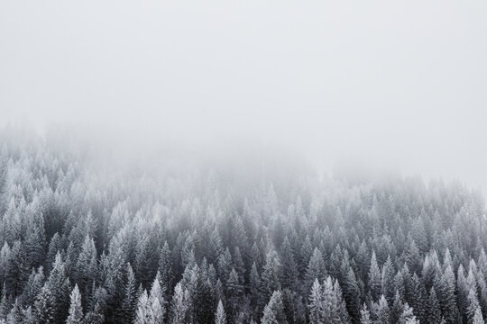 Frosty pine trees fading into the clouds on the mountain.