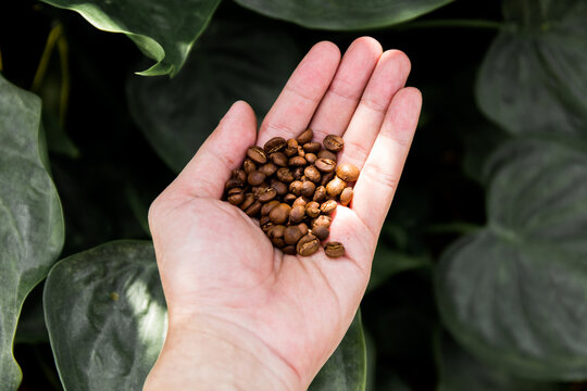 Coffee beans in heand on blur nature background,Coffee beans.