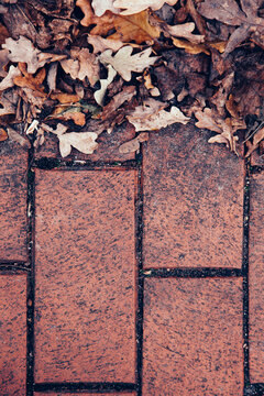 Dry Leaves By Red Tile Floor