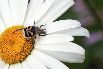 A large beetle on a chamomile flower. Macro shooting