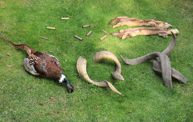 poaching prey,killing animals,hunting trophies