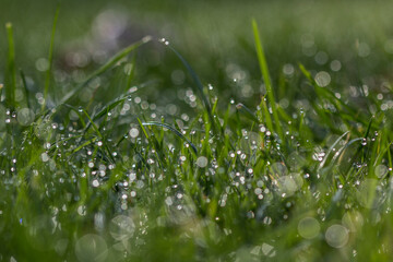 Closeup of grass covered in dew