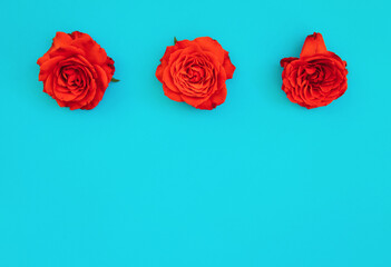 Three red roses on a blue background.Holiday gift.A gift for March 8 and Mother's day.