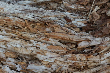 Morceau de bois pourri