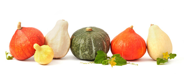 Different sorts of pumpkin