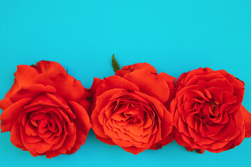 Three red roses on a blue background.Holiday gift.A gift for March 8 and Mother's day.