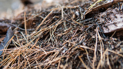 .forest anthill in close-up pine forest. Life of forest ants in their natural habitat