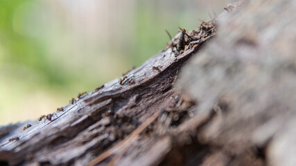 forest anthill in close-up pine forest