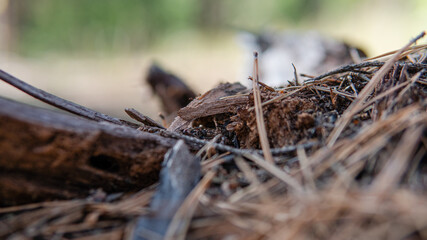 forest mushroom picking season, culture of studying and collecting fungi