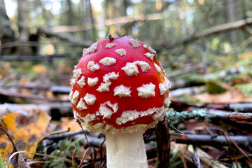 Young mushroom Amanita close-up, side view. On a blurred background of green grass and dry foliage. Poster, poster, postcard.