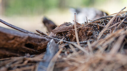 .forest anthill in close-up pine forest. Life of forest ants in their natural habitat