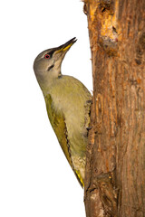 Grey-headed woodpecker, picus canus, sitting on tree in vertical composition isolated on white. Colorful bird cut out on white background.