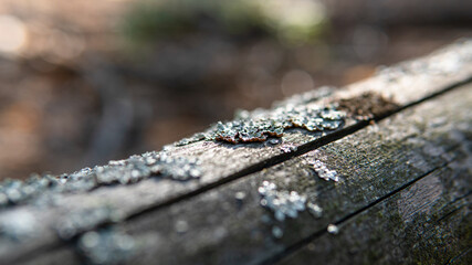 .forest substrates for mushroom germination. Fungi and their habitat and development