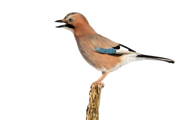 Eurasian jay, garrulus glandarius, singing on branch isolated on white background. Colorful bird sitting on bough cut out on blank. Feathered animal space for text.