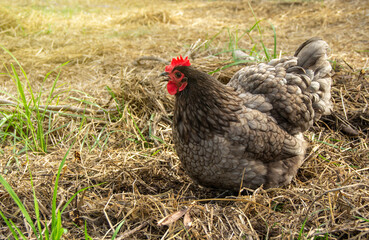 Laying hens Blue australorp digging and scratching for food on straw in free range poultry farm at garden organic farming the backyard.