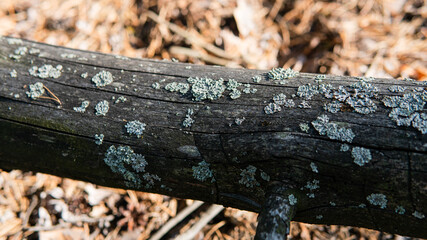 .forest mycelium, habitat for mushrooms in nature