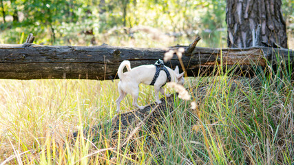 .walk with a white chihuahua dog in the forest. Dog health and active lifestyle