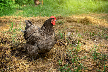Laying hens Blue australorp digging and scratching for food on straw in free range poultry farm at garden organic farming the backyard.