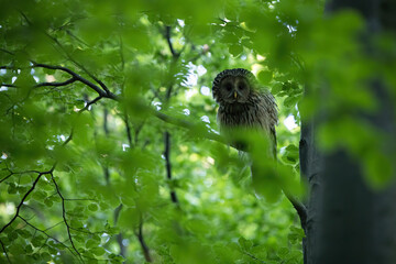 Tawny owl, strix aluco, sitting on branch in forest in summer. Wild bird of prey looking to the camera from bough in woodland. Feathered animal resting on twig on tree.
