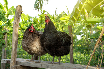 Two female hens blue and black australorp stand on the bench. chicken on background of husbandry natural animal lifestyle farming garden organic in the backyard.