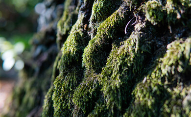 .forest mycelium, habitat for mushrooms in nature