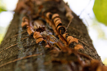 collecting resin from fruit trees close-up