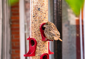 House sparrow