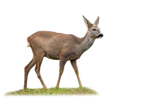 Roe deer, capreolus capreolus, doe standing on grass isolated on white background. Wild female mammal standing in grass cut out on blank. Brown creature watching around with copy space.