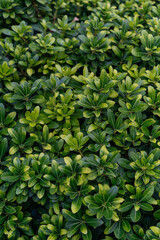 Green leaves Pittospórum background