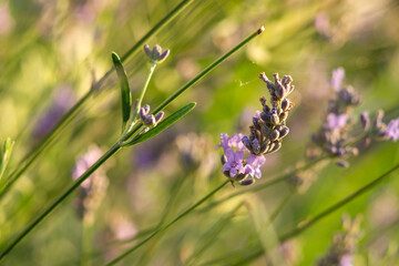 Delicate lavender close-up on a blurry background. Beautiful purple summer flower in selective focus. Unfocused background. The warm sunlight. Summer flower background. Copy space.