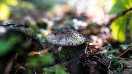  culture of studying and collecting fungi